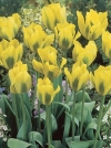Тюльпан зеленоцветковый Yellow Springgreen (Еллоу Спринггрин) - Image1