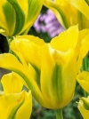 Тюльпан зеленоквітковий Yellow Springgreen (Еллоу Спрінггрін) - Image2