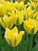 Тюльпан зеленоцветковый Yellow Springgreen (Еллоу Спринггрин)