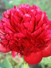 Пион молочноцветковый Red Grace (Ред Грейс) - Image2