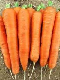 Морковь Цидера