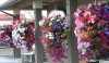 Підвіска садова для квітів - Image1