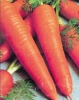 Морковь Тинга