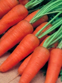 Морковь Кампино
