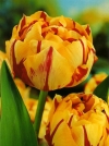Тюльпан махровий пізній Golden Nizza (Голден Ніцца) - Image1