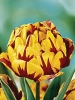 Тюльпан махровый поздний Golden Nizza (Голден Ницца)