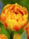 Тюльпан махровый поздний Sun Lover (Сан Лаве) - Image1