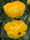 Тюльпан махровий пізній Yellow Pomponette (Єллоу Помпонетт) - Image1