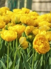 Тюльпан махровий пізній Yellow Pomponette (Єллоу Помпонетт) - Image2