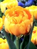 Тюльпан махровий пізній Yellow Pomponette (Єллоу Помпонетт)