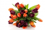 Цибулини тюльпанів (осіння колекція)