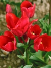Тюльпан багатоквітковий Merry Go Round (Меррі Го Раунд) - Image1