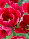 Тюльпан Многоцветковый Merry Go Round (Мерри Го Раунд) - Image2