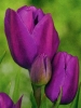 Тюльпан багатоквітковий Purple Bouquet (Парпл Букет)