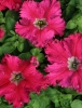 Петуния бахромчатая крупноцветковая Афродита Розовая F1