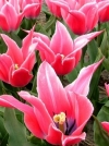 Тюльпан Лилиецветный Yonina (Йонина) - Image1