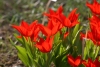 Тюльпан Ботанический Zwanenburg Variety (Вандербург Верити) - Image1