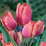 Тюльпаны многоцветковые