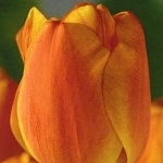 Тюльпаны Дарвиновы гибриды