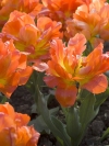 Тюльпан махровий ранній Monte Orange (Монте Оранж) - Image1