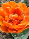 Тюльпан махровий ранній Monte Orange (Монте Оранж) - Image2