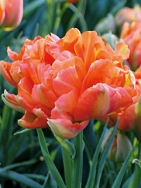 Тюльпан махровый ранний Monte Orange (Монте Оранж)