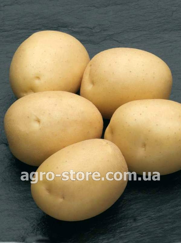 Отзывы о Картофель Гранада (2,5кг) - Купить семена, товары для сада,огорода в интернет магазине \