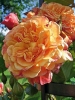 Роза плетистая Aloha (Алоха)