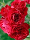 Роза плетистая Sympathie (Симпатия) - Image2