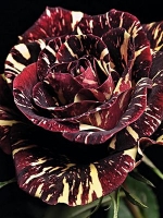 Роза чайно-гибридная Hocus Pocus