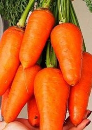 Морковь Нью Курода