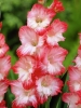 Гладиолус садовый Pink Lady (Пинк Леди)