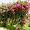 Складна арка для троянд і плетистих рослин 28F - Image1