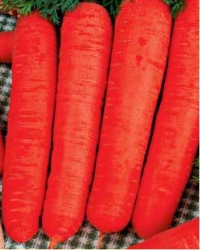 Морковь Берликум