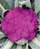 Капуста цветная Пурпурная Сицилийская