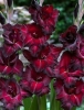 Гладиолус крупноцветковый Блек Джек