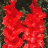 Гладиолус крупноцветковый Хантинг Сонг