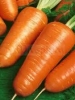 Морковь Шантане (Satimex)