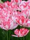 Многоцветковые тюльпаны Cartouche (Картуш) - Image1