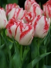 Многоцветковые тюльпаны Cartouche (Картуш) - Image2
