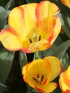 Тюльпан багатоквітковий Outbreak (Аутбрейк) - Image1