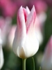Тюльпан Лилиецветный Holland Chic (Холанд Чик)