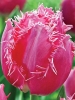 Тюльпан бахромчастий Cacharel (Кашарель)