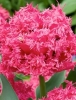 Тюльпан махрово-бахромчатый Kingston (Кингстон)