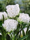 Тюльпан махрово-бахромчатый Snow Crystal (Сноу Кристалл) - Image1
