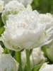 Тюльпан махрово-бахромчатый Snow Crystal (Сноу Кристалл)