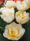 Тюльпан махровый поздний Evita (Эвита) - Image2