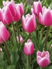 Тюльпан простой поздний Jumbo Beauty (Джамбо Бьюти)
