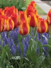 Тюльпан простой ранний Flair (Флэр) - Image1