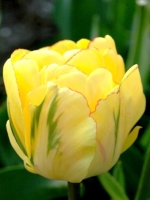 Тюльпан махровый поздний Akebono (Акебоно)